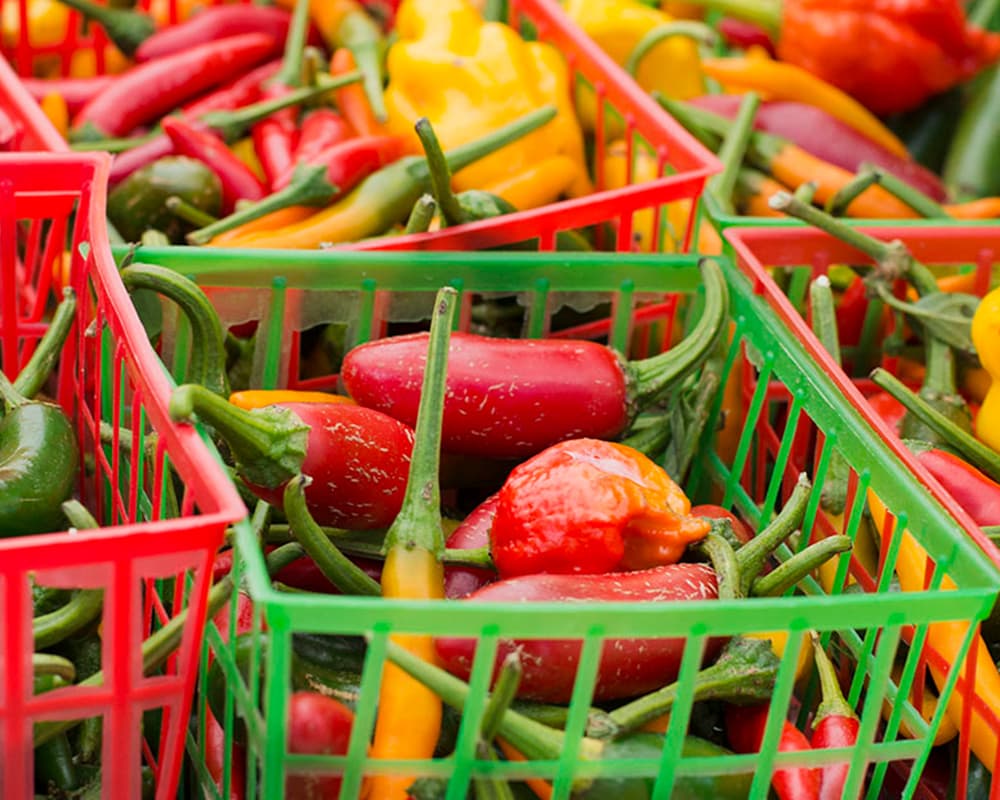 Bright red and orange hot peppers at a farmers market
